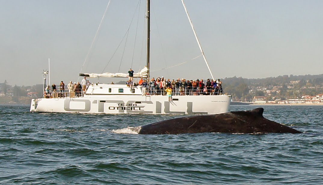 Jack O'Neill “I saw the potential hazards of people not taking care of the ocean..."