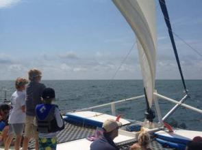 Summer 'Sailstice' celebrated in Orange Beach (AL)