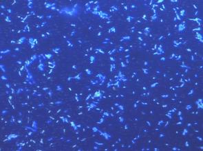 Calling All Sailing Citizen Scientists - 