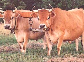 Equinox: Two Equal Oxen