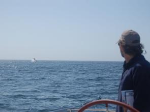 June 8 - World Oceans Day - Rejoice?