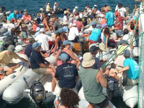 Summer Sailstice Word of the Week - Gam