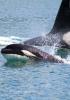 A pod of very active killer whales in Chatham Strait, Alaska were encountered last year on this trip. 