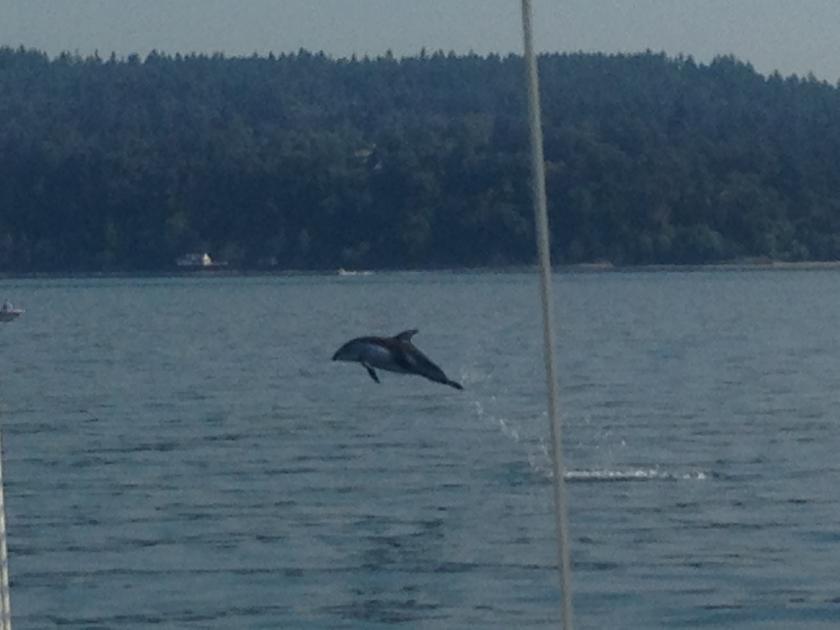 Rare dolphin in south Puget Sound