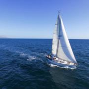 Sailing Avocet