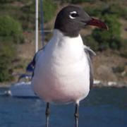 2005 Moorings Winner Hails From Lake Champlain