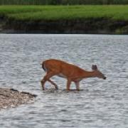Sailstice Tails in Guilford, CT