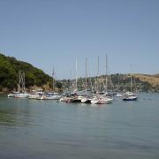 Encinal Yacht Club Celebration takes the cake!