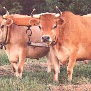Equinox: Two Equal Oxen