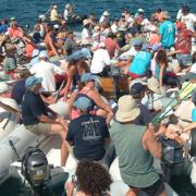 Summer Sailstice Word of the Week - Gam